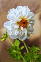 /album/fotogaleria-fotografia-macro/gt-14-640x480-jpg/